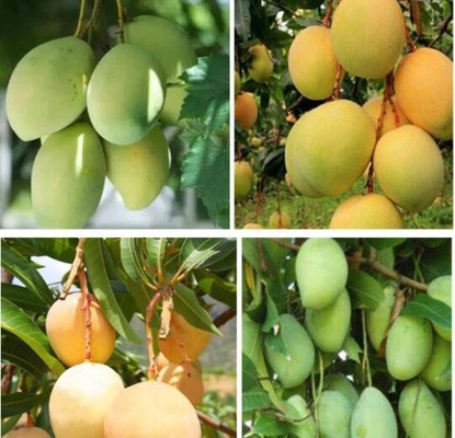 Van de de Fruitteeltbescherming van Vietnam de Mangodocument Verpakkende Waterdichte Zak