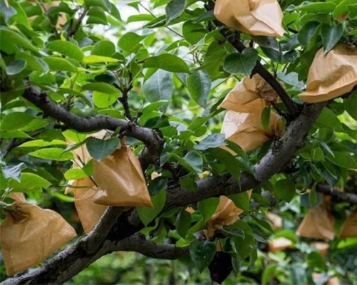 Van de de Fruitteeltbescherming van Vietnam de Mangodocument Verpakkende Waterdichte Zak