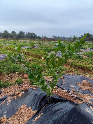 Duurzaam zwaar werkbaar Hoogpermeabiliteit Tuinbouw onkruiddoek Geweven anti-gras grondbedekking onkruid mat