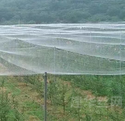 Goed vogel- en insectenbeschermingsnet hagelbestendige witte antibijnetten voor de bescherming van boomgewassen