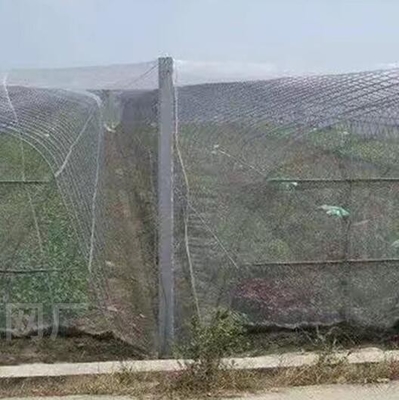 Goed vogel- en insectenbeschermingsnet hagelbestendige witte antibijnetten voor de bescherming van boomgewassen