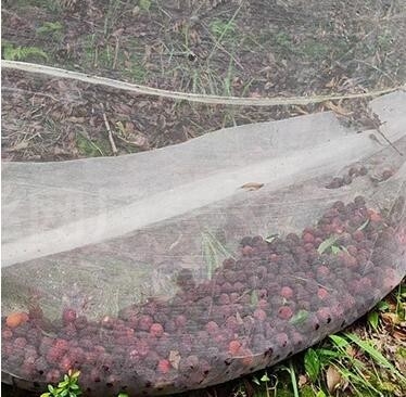 Groen op maat gemaakt insectenbeschermingsnet voor vruchtbomen groentetuinen Huisfabriek