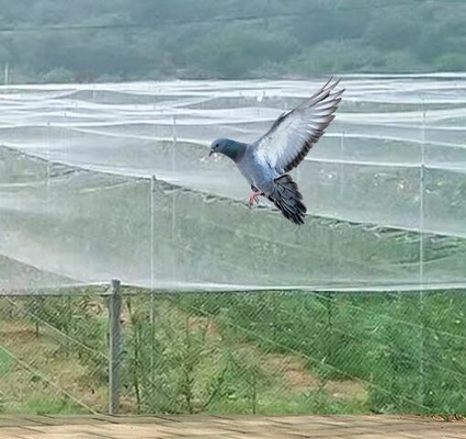 Groen op maat gemaakt insectenbeschermingsnet voor vruchtbomen groentetuinen Huisfabriek