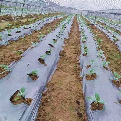 Landbouw Mulchfilm voor onkruid Terugkrijgen van bodemtemperatuur en vochtbehoud V6