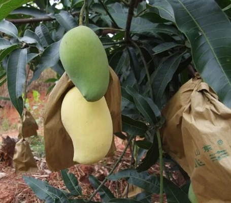 Waterdichte Mango die de Beschermingszak van het Zakkenfruit voor Sri Lanka-Marketing behandelen
